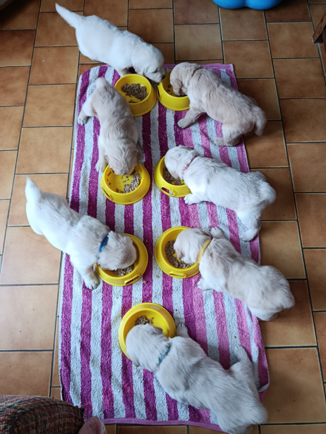 Chiot Golden Retriever Des Plateaux Du Septaine