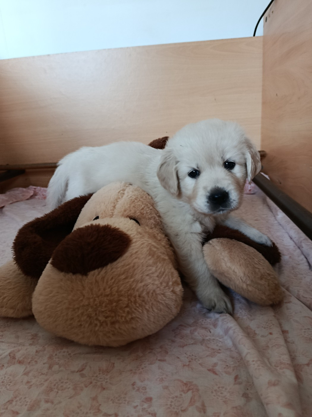 Des Plateaux Du Septaine - Chiots disponibles - Golden Retriever