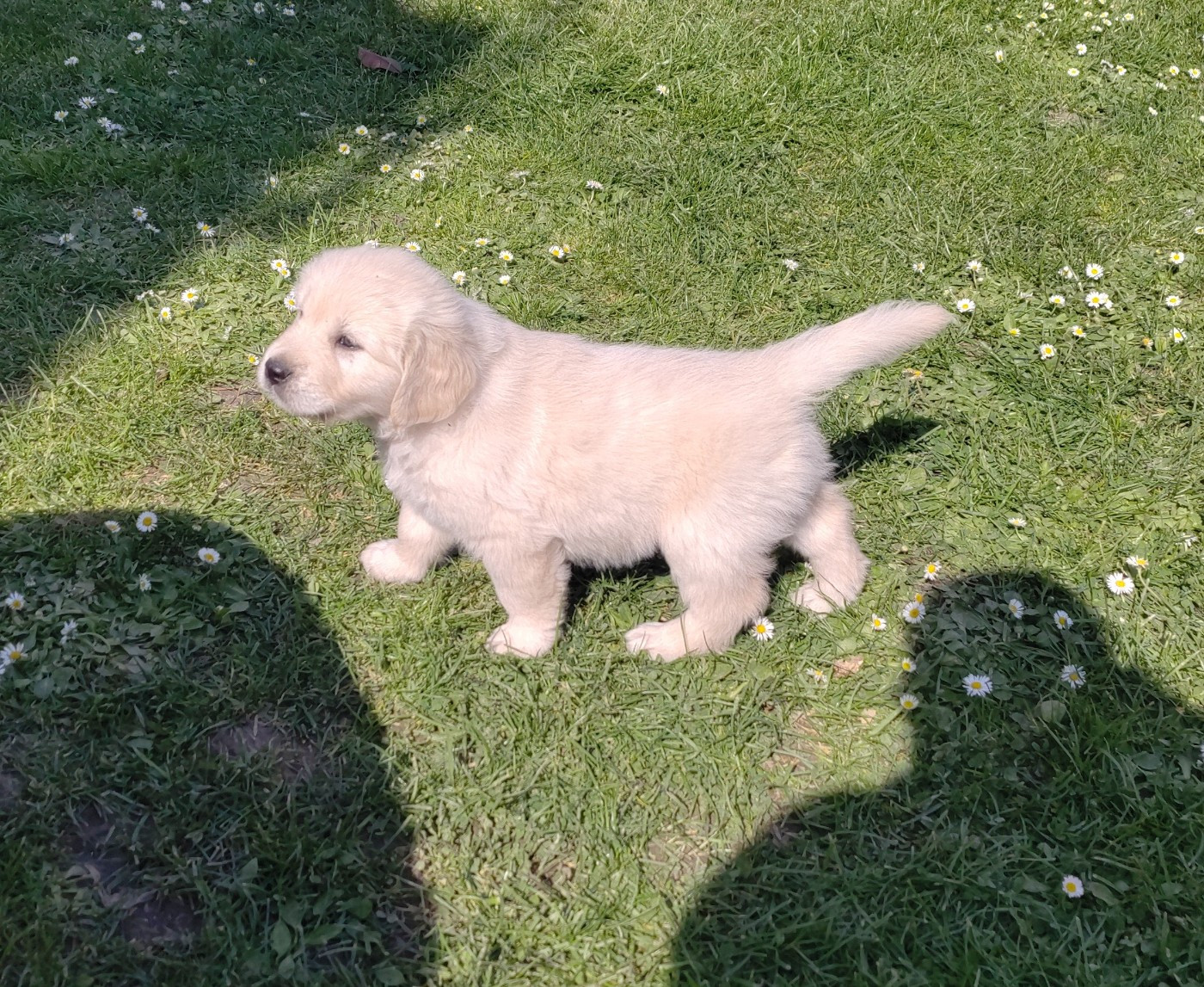 Des Plateaux Du Septaine - Chiots disponibles - Golden Retriever